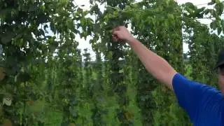 Weyerbacher Hops Farm