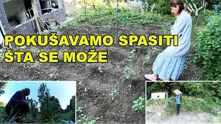 SPA&Scaron;AVANJE BA&Scaron;TE ,ČI&Scaron;ĆENJE PLATOA OD GREDICA I ZAMKA ZA LISICU