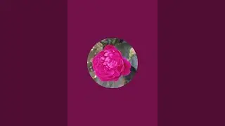7*7 dots rongoli