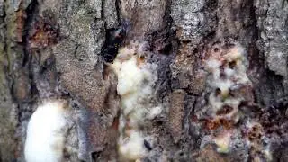 Four-spotted Sap Beetle Likes Willow Sap ヨツボシケシキスイが柳の樹液を吸汁
