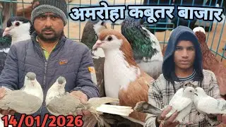 Amroha Kabootar Market 🕊️ 14-01-2026 अमरोहा कबूतर बाजार fancy kabootar market #birds #vlog #kabootar