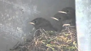 Nestje jonge vogels