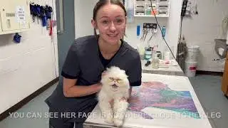 Feline Restraint Techniques