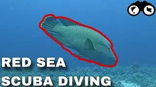 SCUBA DIVING with HUGE FISH in EGYPT | Red Sea Scuba Diving (Jackson Reef, Gordon Reef)