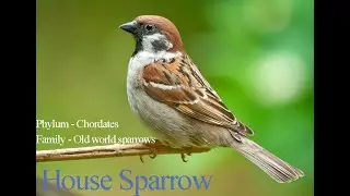 Native Bird House sparrow phylumchordates family old word sparrows #birdwatching #birds#birdslovers 