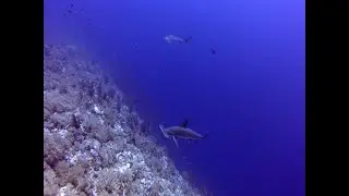 Hammerhead sharks in the Red Sea. Ghazala Explorer liveaboard