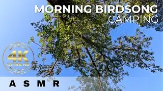 4K Morning Birds - Camping - Relaxing Nature Sounds - ASMR (No CGI, No Music, No Loop) [BAROSSA SA]