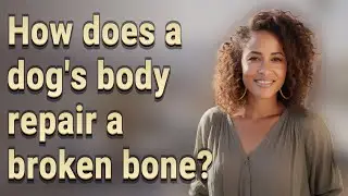 How does a dog's body repair a broken bone?