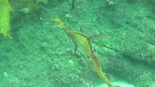 Sydney Weedy Sea Dragons