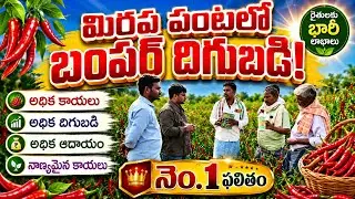 Bumper yield in Red chilli crop, in Kurnool dist. Andhra Pradesh. Contact 9440290152