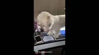 Funny Dog Videos YouTube Shorts - Havanese Dog in the Nails Salon #shorts