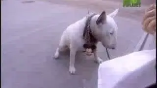 Breed All About It - Bull Terrier