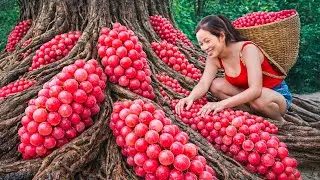 Harvesting Wild Wood-Trunk Grapes, One of the World&rsquo;s 25 Rarest Fruits for Elite Wine