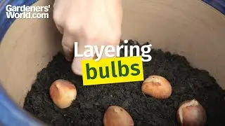 Layering bulbs in a pot