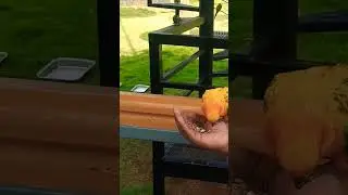 #beautifulbirds #trichybirdspark #exploretrichy #birdswatching #stressrelief #pampering  #parrot