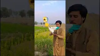 Badshah Chala gya ase he 🌹🙈 #pigeonpigeon #pigeon #pigeonkabutar #kabootar #pigeontreatment