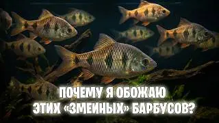 Барбус, который не хулиганит: Мой опыт содержания Ромбоцелатусов