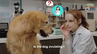 Monggoq Dog Ovulation Detector（Fluorescence Immunoassay Analyzer）
