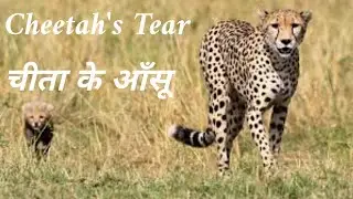 Cheetah's Tear | English Chapter 1| Morvinandan Classes | By Prakash Porwal