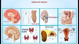 Endocrine Glands Pat 1 Everything About Endocrine Glands|What Happened to Food Endocrine Glands?
