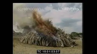 When MOI burned THREE MILLION DOLLARS worth of IVORY TUSKS IN A CAMPAIGN TO SAVE THE ELEPHANT