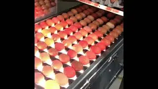 Glaum Eggs Pass Through The Candling Booth
