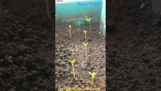 15 दिवसा नंतर शेवग्याचे बियांचे रोपात रुपांतर (part 1) #शेतकरी #farming #agriculture.