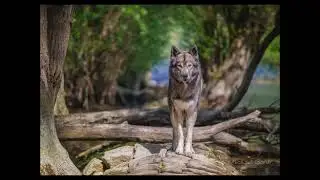 Ninja vom Wolfstor  - Wolf or Dog  - Both the Answer - Insta Dog