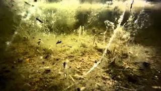 toadtastic Natterjack Toads at Hengistbury Head Dorset UK