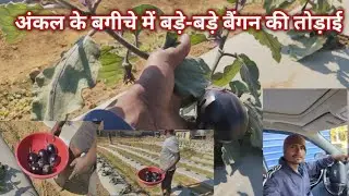 अंकल के बगीचे में बड़े-बड़े बैंगन की तोड़ाई 🍆🌿
