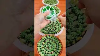 Beginner Succulent Plants: Easy Care Tips to Grow Thriving Succulents | 다육이 | 多肉植物
