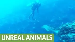 Friendly shark approaches diver, gets pat on the head
