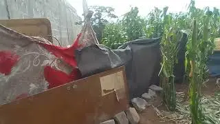 So arumando cercado cachorros gratidão seguidores família dona Cida linda chácara milho chow 