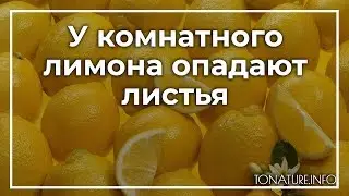 У комнатного лимона опадают листья | toNature.Info