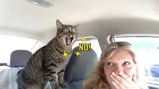 This Talking Cat Freaks Out and Says NO 😹🗣️
