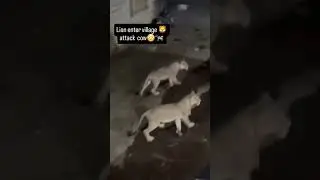 last night lions enter in village | #lion #gir #wildlife #animals #asiaticlion #gujarat #shots #yt
