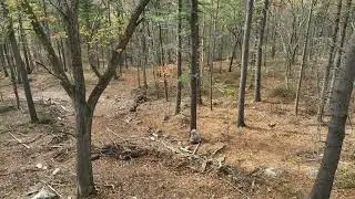 Bald Hill Wood Hill Timber Harvest