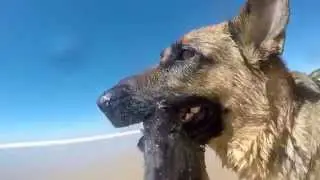 German Shepherd playing with a Gopro