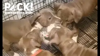 Puppies Tug In MidWest Puppy Playpen