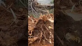 Sparrow&rsquo;s Nest 🪺 JCB  Cutting The Tree shorts  #ytshorts