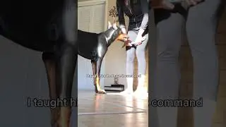 Basic and useful things I taught my #Doberman . #dog #dobie