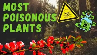 Deadly Flora: Top 10 Most Poisonous Plants