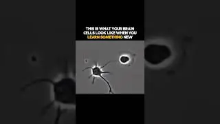 This Is What Your Brain Cells Look Like When You Learn Something New