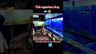 fish aquarium shop Karachi 🐟🐠 #aquarium #fish #fishtank #aquariumfish #kamirazzaq