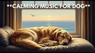 12 hours of Deep Sleep Dog Music : Natural Anxiety Relief, Relaxation & Healing Sounds for Dogs 🐕