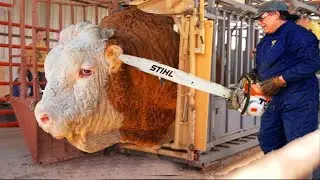 Revolutionary Smart Farming Cutting-Edge Tech for Cow Care and Milk Production