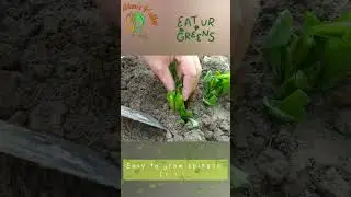How to plant Spinach in Kitchen Garden by Rabia || without seed growth of spinach in home