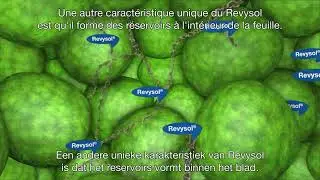 Revysol : multiples atouts - tal van voordelen