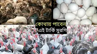 কোথায় পাবেন এই টার্কি মুরগির বাচ্চা জেনে নিন আজকের এই ভিডিও থেকে,০১৮৬১৫১১৬৩৪?