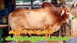 കന്നുകളുടെ ചാകര | Vaniyamkulam market | 6/6/24 | Bull | Buffalo | TECH AND VLOGS
